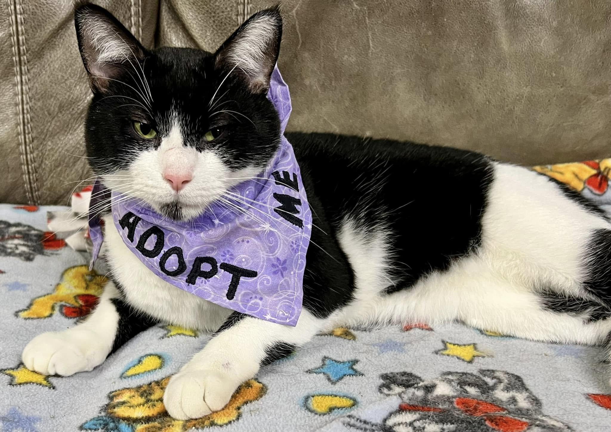 Enlarge Luke Bryant, a Adopted Tuxedo in New Richmond, WI image 1/3