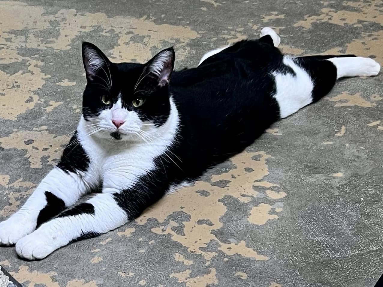 Enlarge Luke Bryant, a Adopted Tuxedo in New Richmond, WI image 2/3