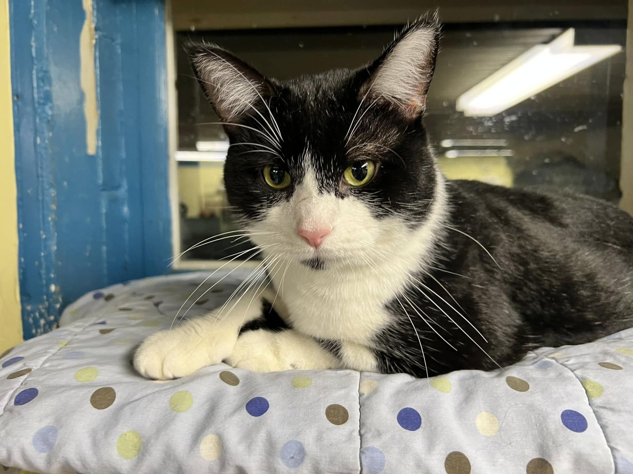 Enlarge Luke Bryant, a Adopted Tuxedo in New Richmond, WI image 3/3