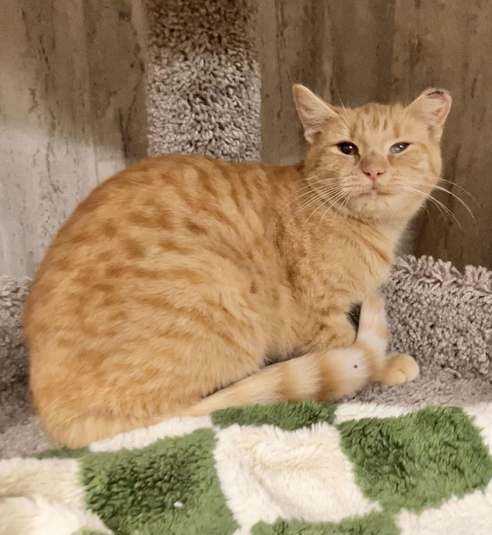 Goji Berry thumbnail 3