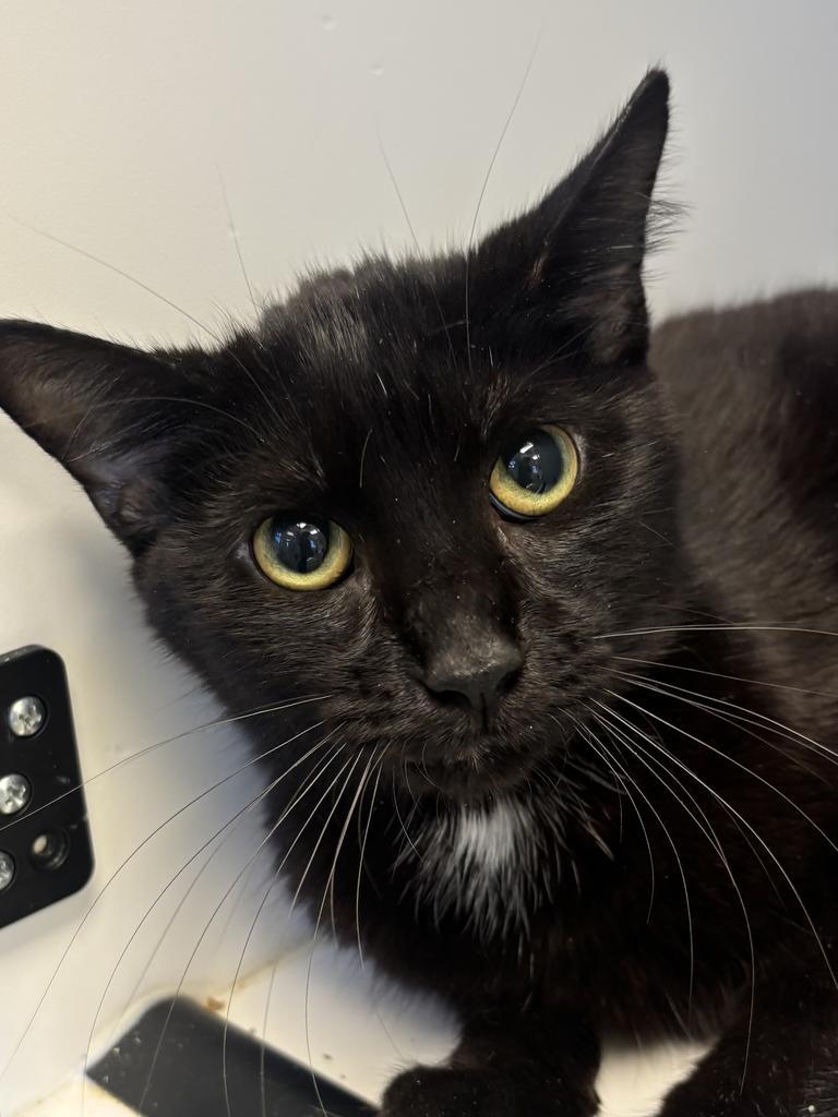 Draper, Adoptable, Kitten Male American Shorthair.