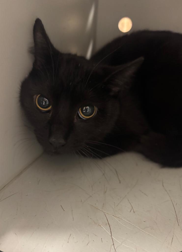 Draper, a Adoptable American Shorthair in Greenfield, IN image 2/2