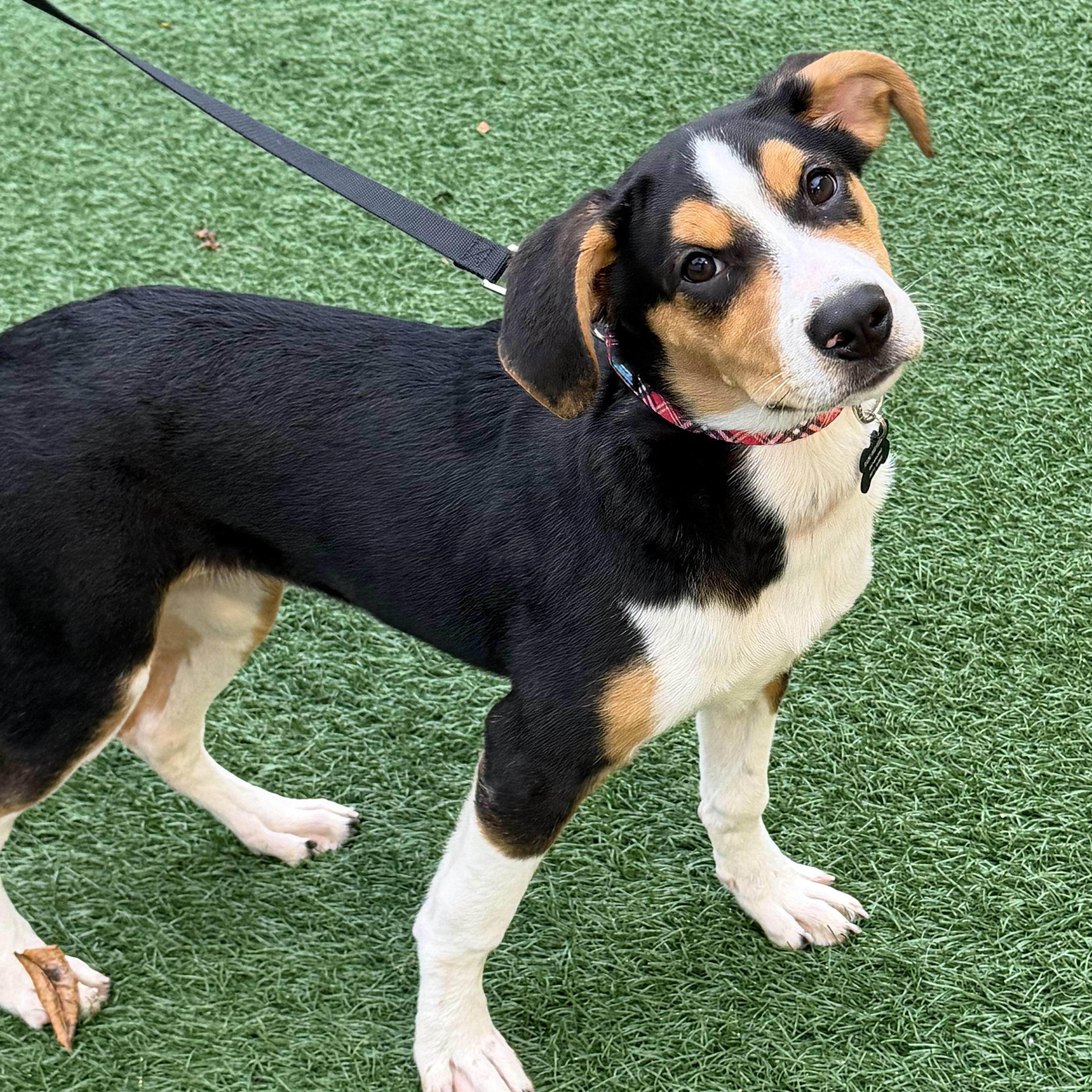 Enlarge Winnie, a Adoptable mixed breed in Libertyville, IL image 3/6