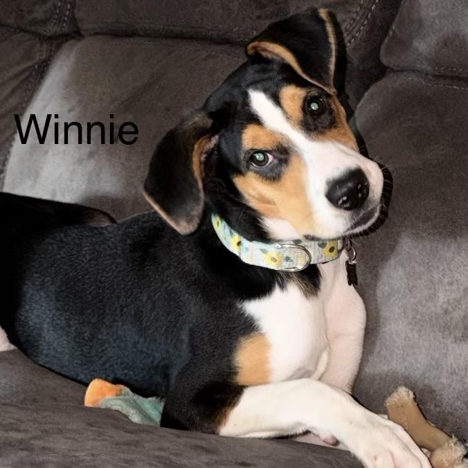 Enlarge Winnie, a Adoptable mixed breed in Libertyville, IL image 2/6