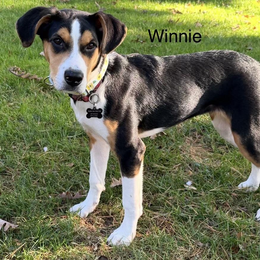 Enlarge Winnie, a Adoptable mixed breed in Libertyville, IL image 6/6
