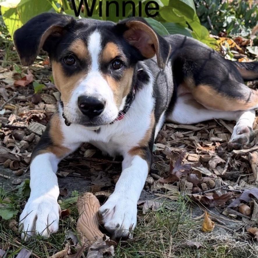 Enlarge Winnie, a Adoptable mixed breed in Libertyville, IL image 1/6