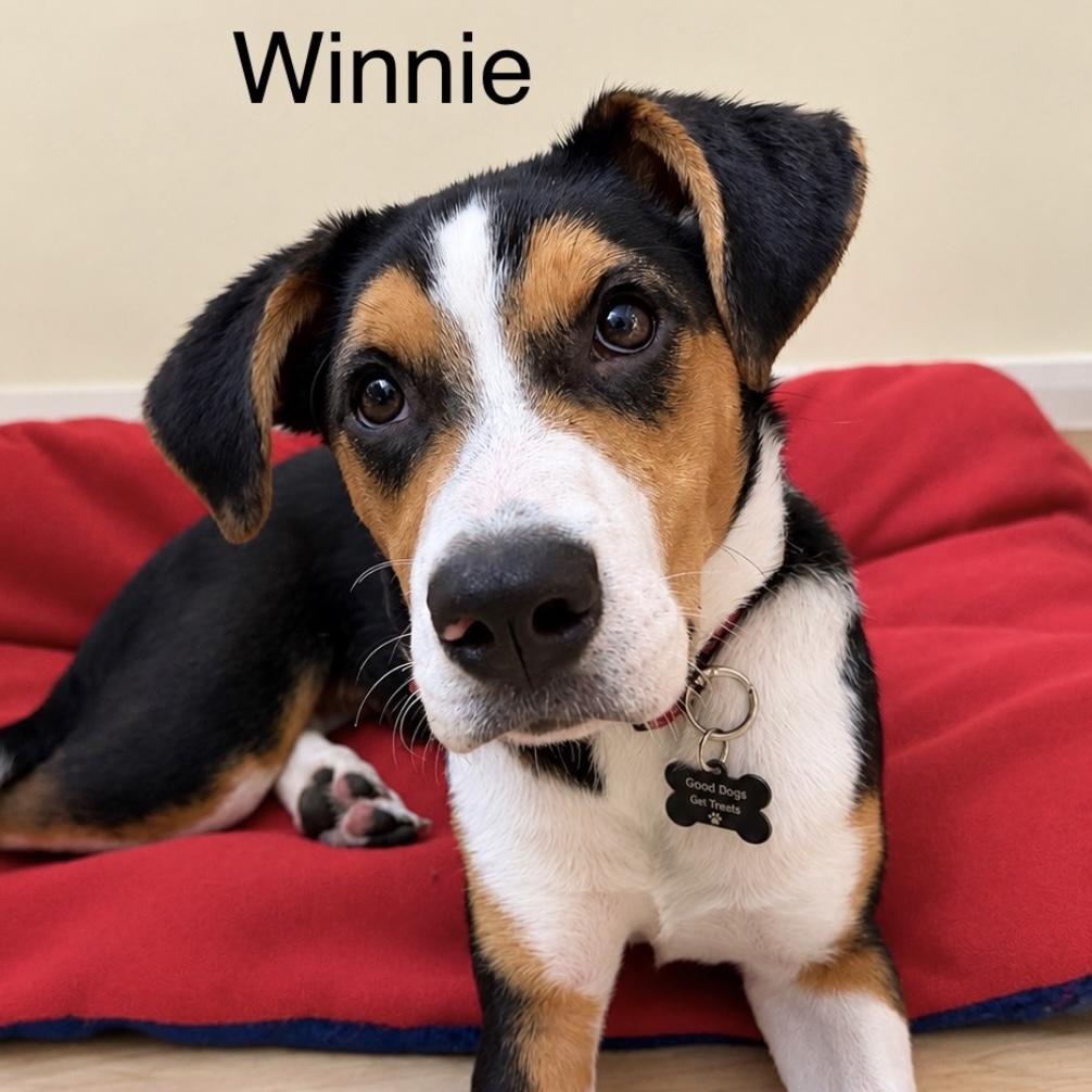 Enlarge Winnie, a Adoptable mixed breed in Libertyville, IL image 5/6