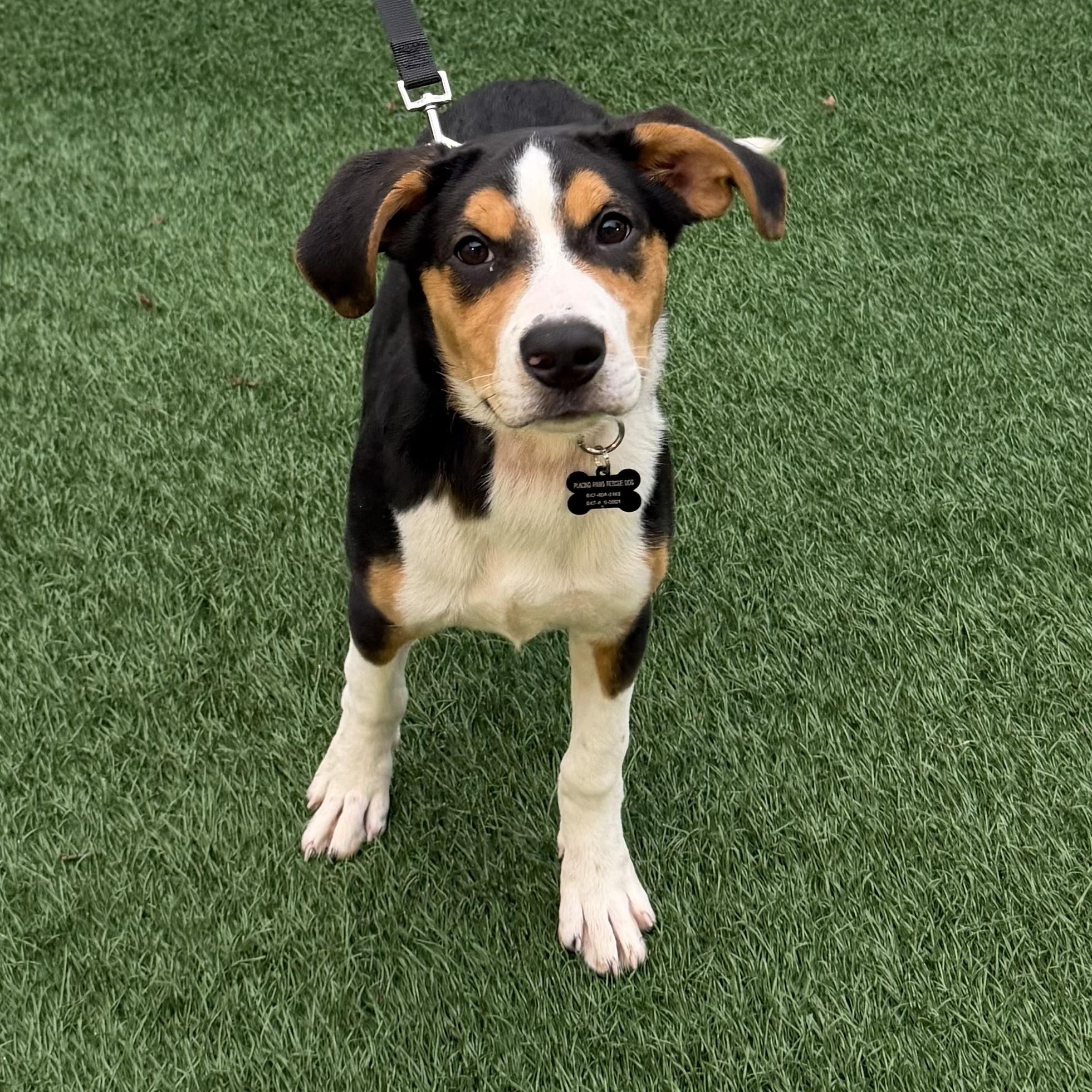 Enlarge Winnie, a Adoptable mixed breed in Libertyville, IL image 4/6