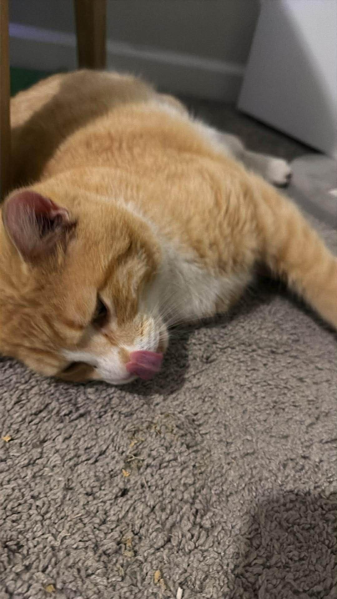 Enlarge Goldie, a Adoptable Tabby in Charlotte, NC image 3/5