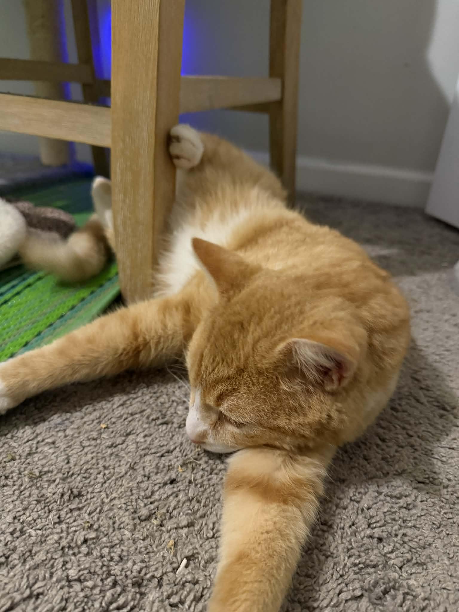 Enlarge Goldie, a Adoptable Tabby in Charlotte, NC image 4/5