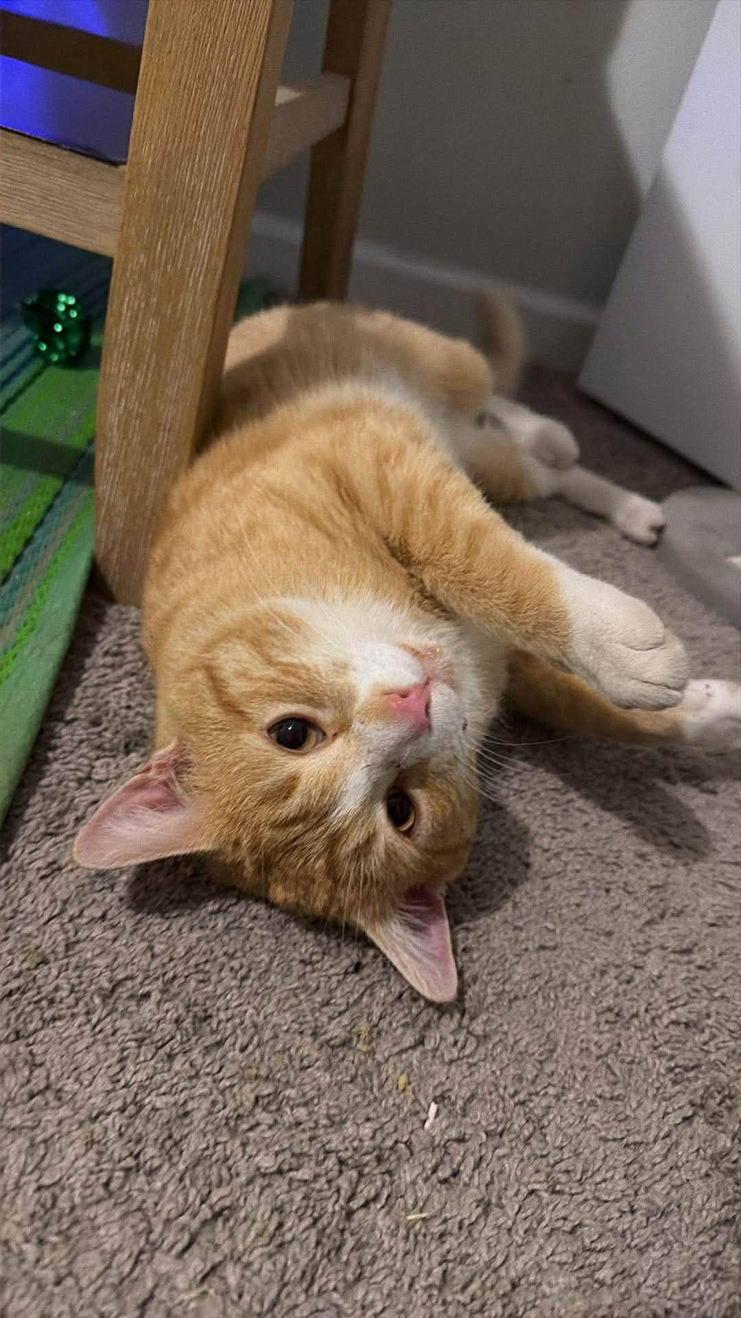 Enlarge Goldie, a Adoptable Tabby in Charlotte, NC image 2/5