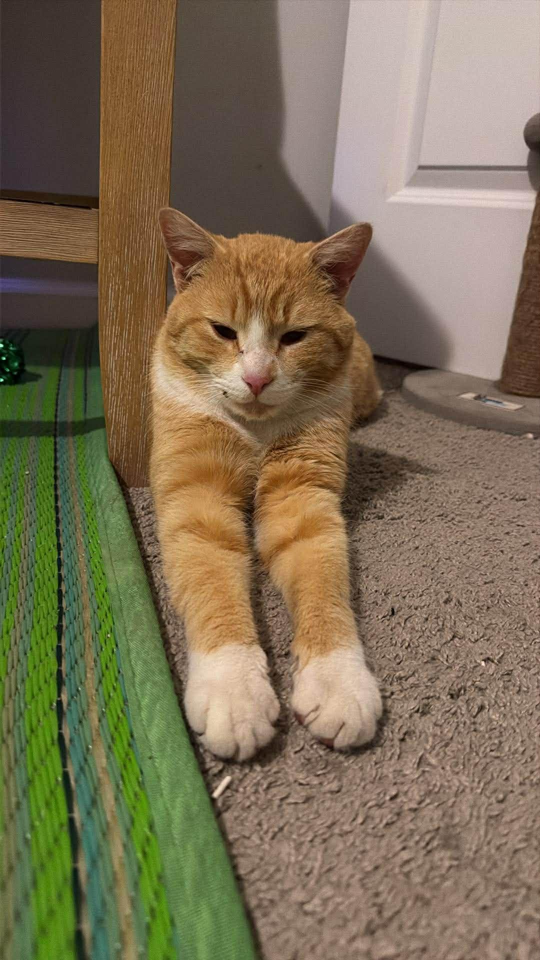 Enlarge Goldie, a Adoptable Tabby in Charlotte, NC image 5/5