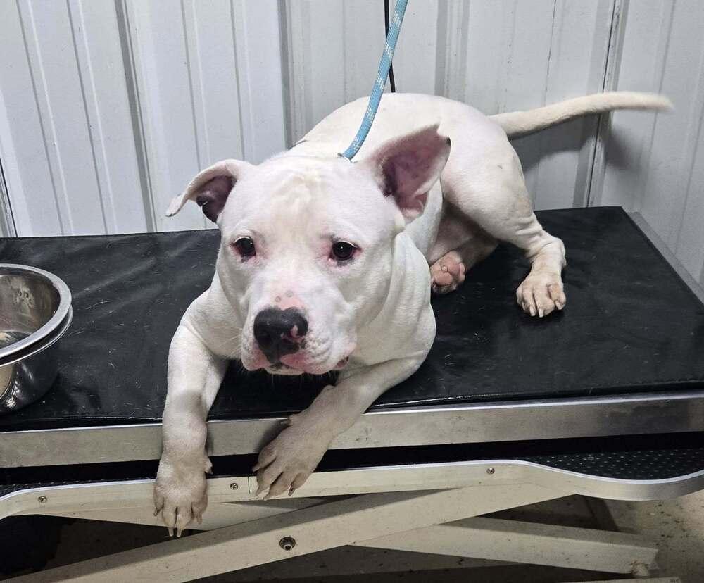 Happy Feet, Adoptable, Young Male Pit Bull Terrier.