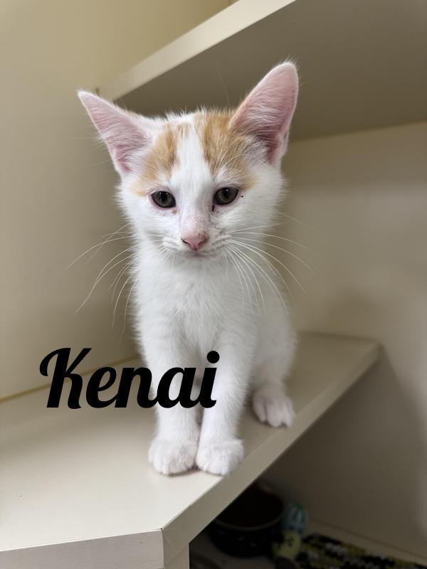 Kenai, Adoptable, Young Male Domestic Short Hair.