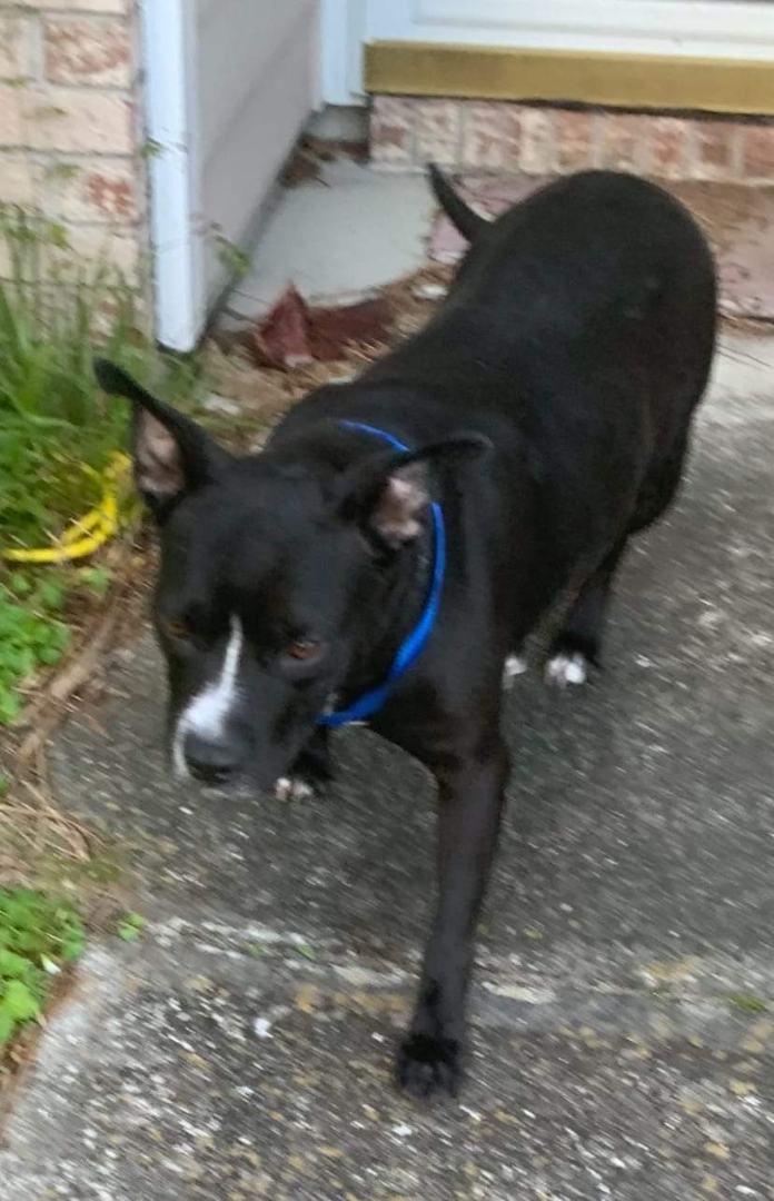 Enlarge Gertrude , a Adoptable mixed breed in Saint Augustine, FL image 1/1