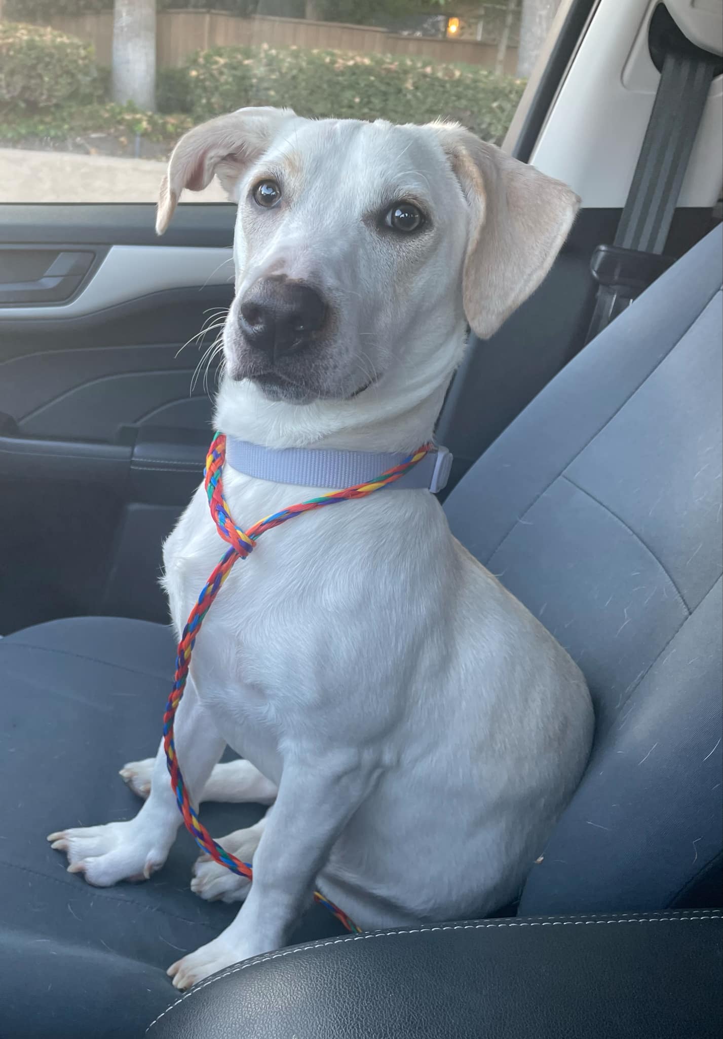 Enlarge Suzuki, a Adoptable mixed breed in Reseda, CA image 1/5