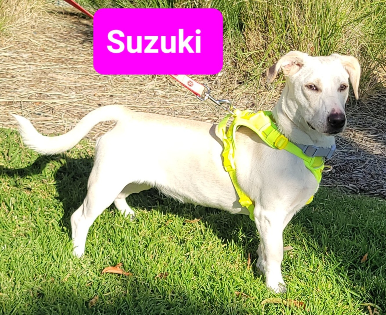 Enlarge Suzuki, a Adoptable mixed breed in Reseda, CA image 2/5