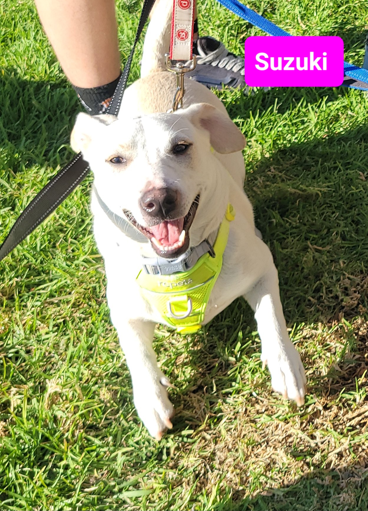 Enlarge Suzuki, a Adoptable mixed breed in Reseda, CA image 3/5