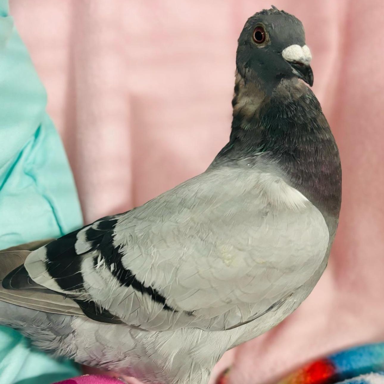 Enlarge Promise, a Adoptable Pigeon in Chicago, IL image 2/3