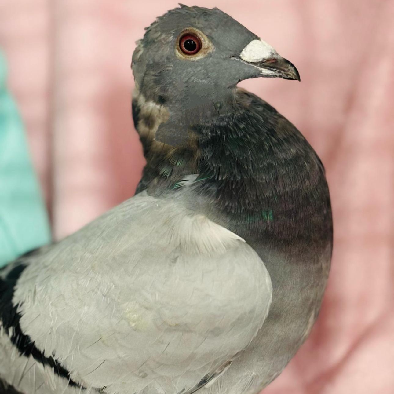 Enlarge Promise, a Adoptable Pigeon in Chicago, IL image 3/3