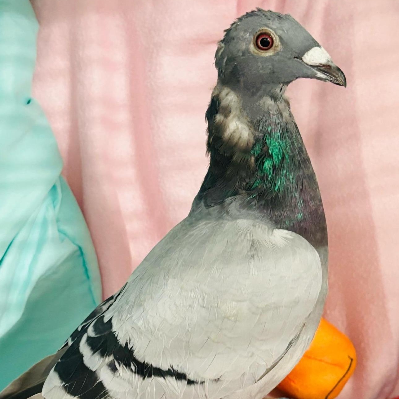 Enlarge Promise, a Adoptable Pigeon in Chicago, IL image 1/3