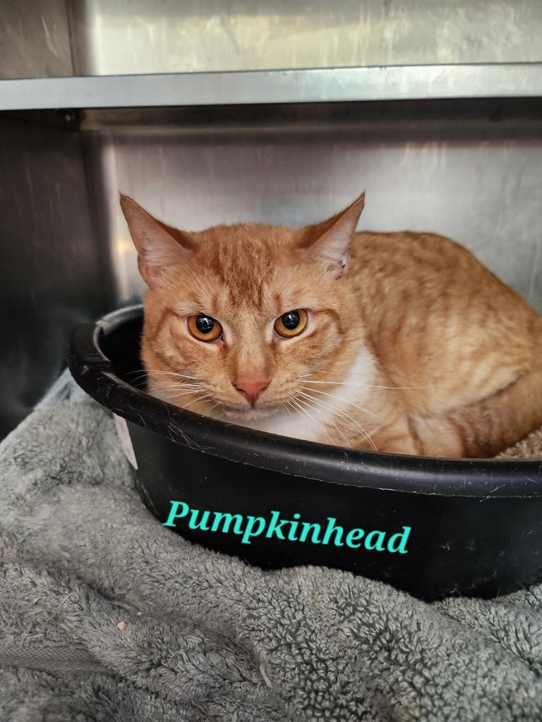 Pumpkinhead, Adoptable, Adult Male Domestic Short Hair.