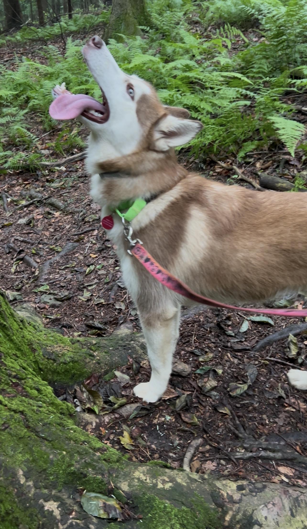 FIFE, an adopted Husky in Millerstown, PA image 4/6