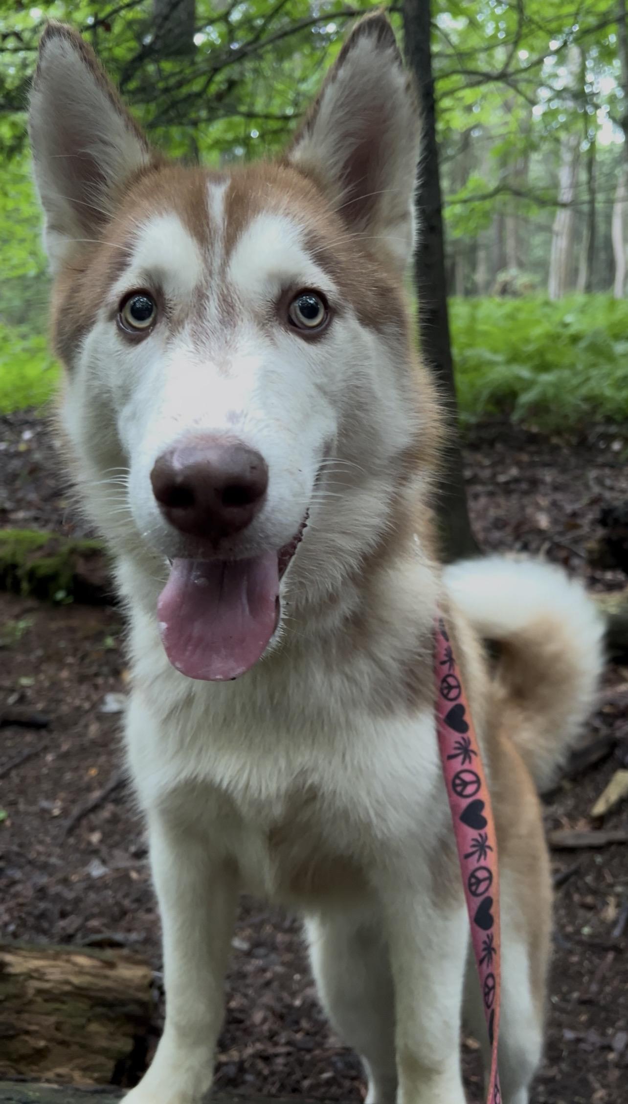 FIFE, an adopted Husky in Millerstown, PA image 6/6