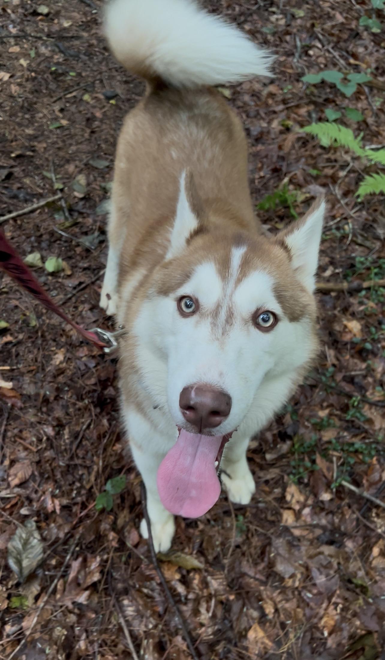 FIFE, an adopted Husky in Millerstown, PA image 2/6