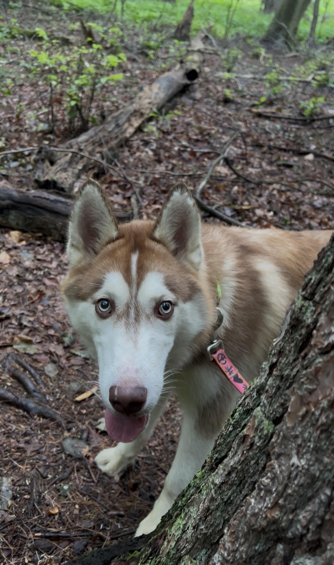 FIFE, an adopted Husky in Millerstown, PA image 5/6