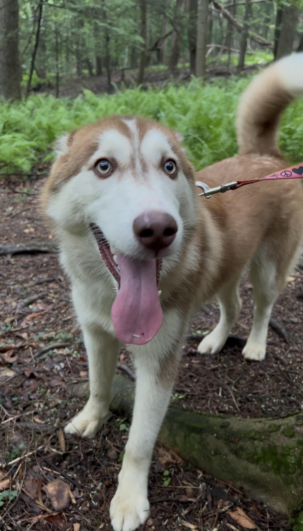 FIFE, an adopted Husky in Millerstown, PA image 3/6