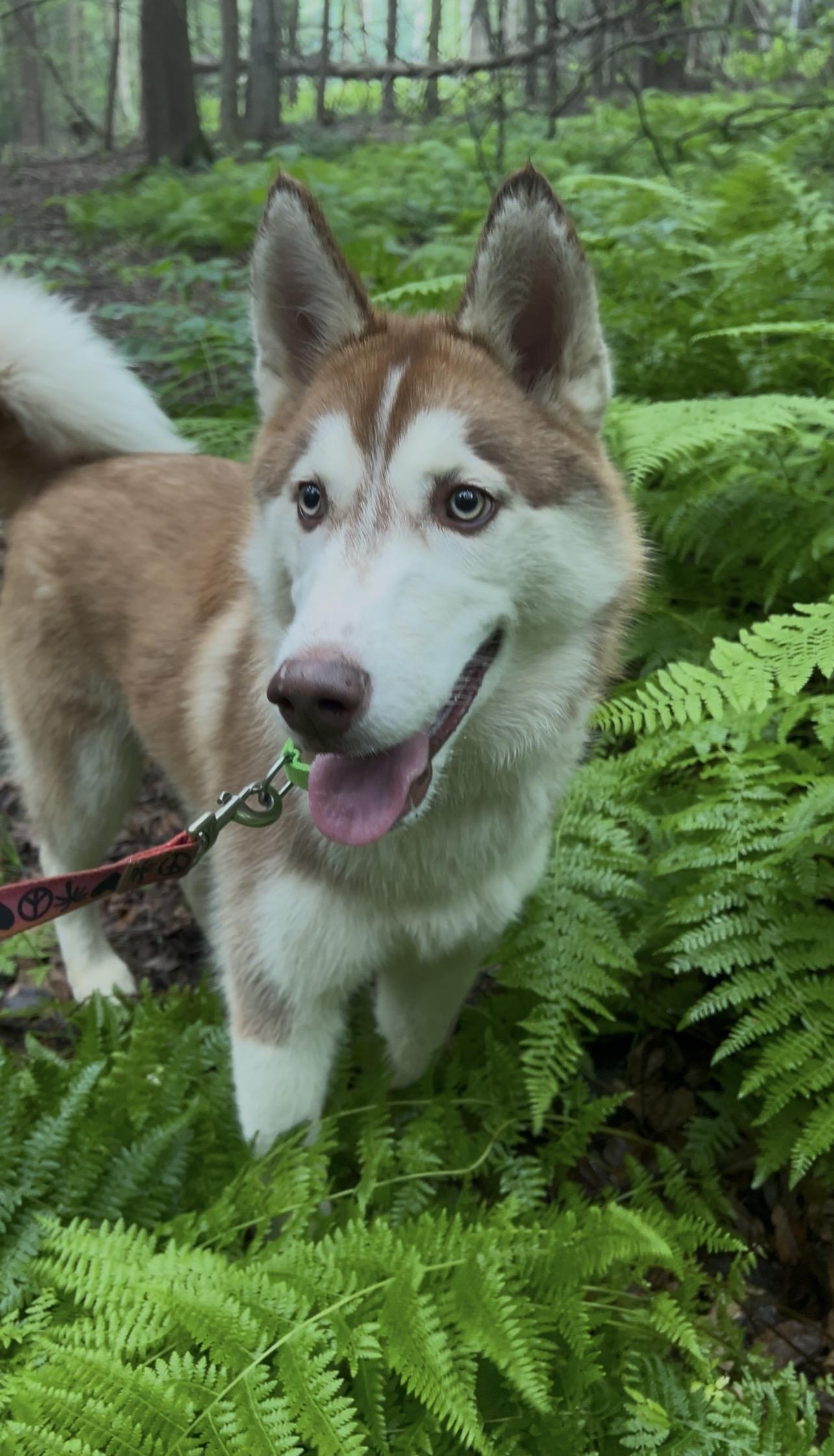 FIFE, an adopted Husky in Millerstown, PA image 1/6