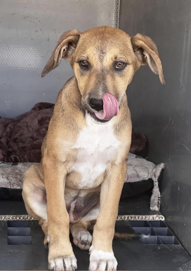 Georgia, a ADOPTABLE mixed breed in Manvel, TX image 2/7