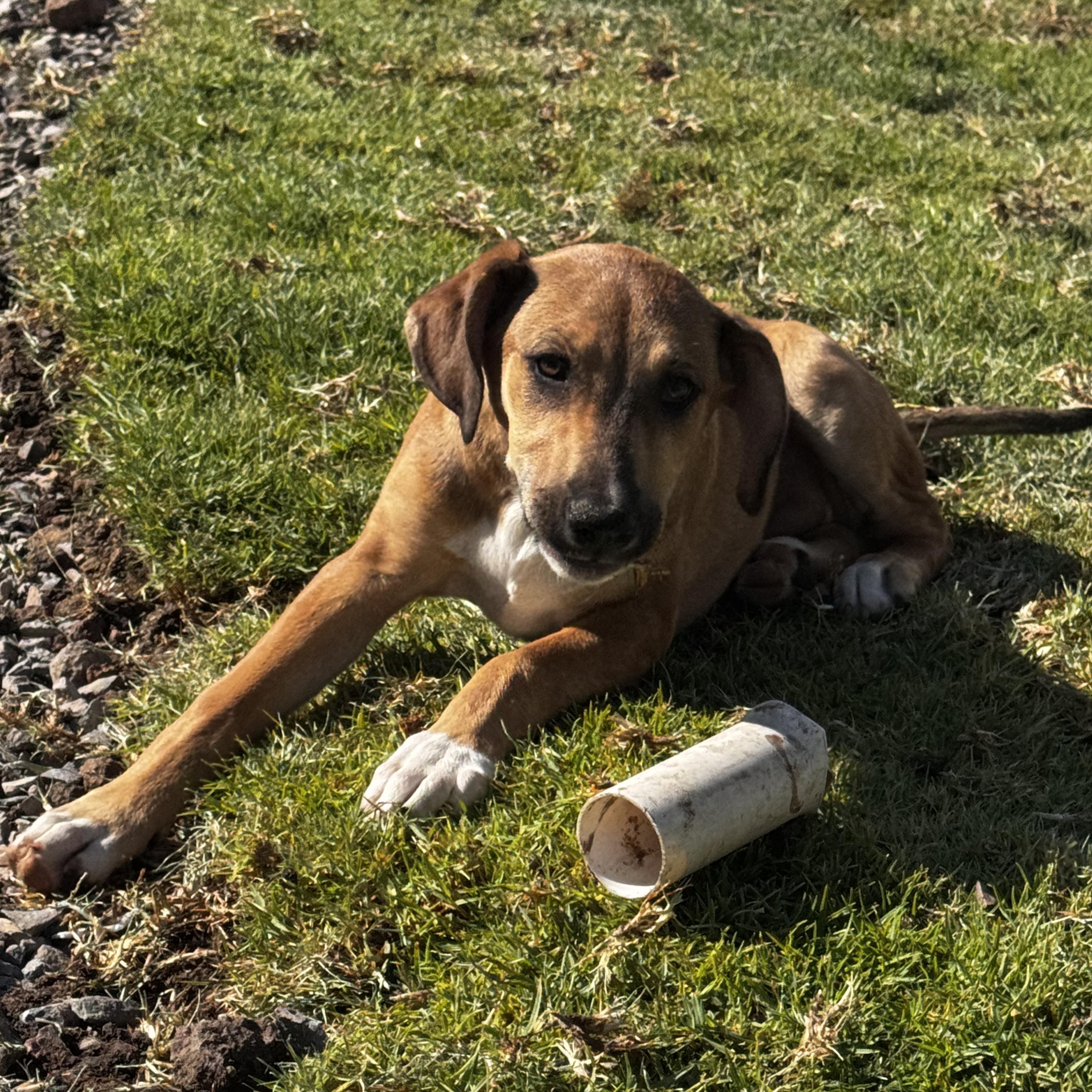 Georgia, a ADOPTABLE mixed breed in Manvel, TX image 4/7