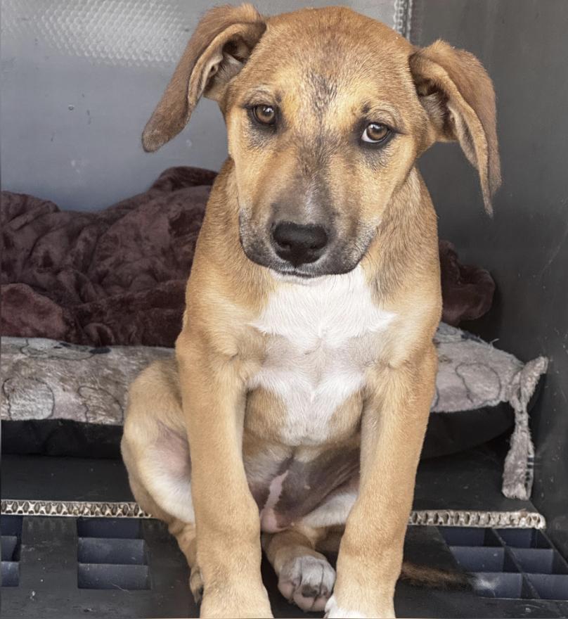 Georgia, ADOPTABLE, Puppy Female Beagle.