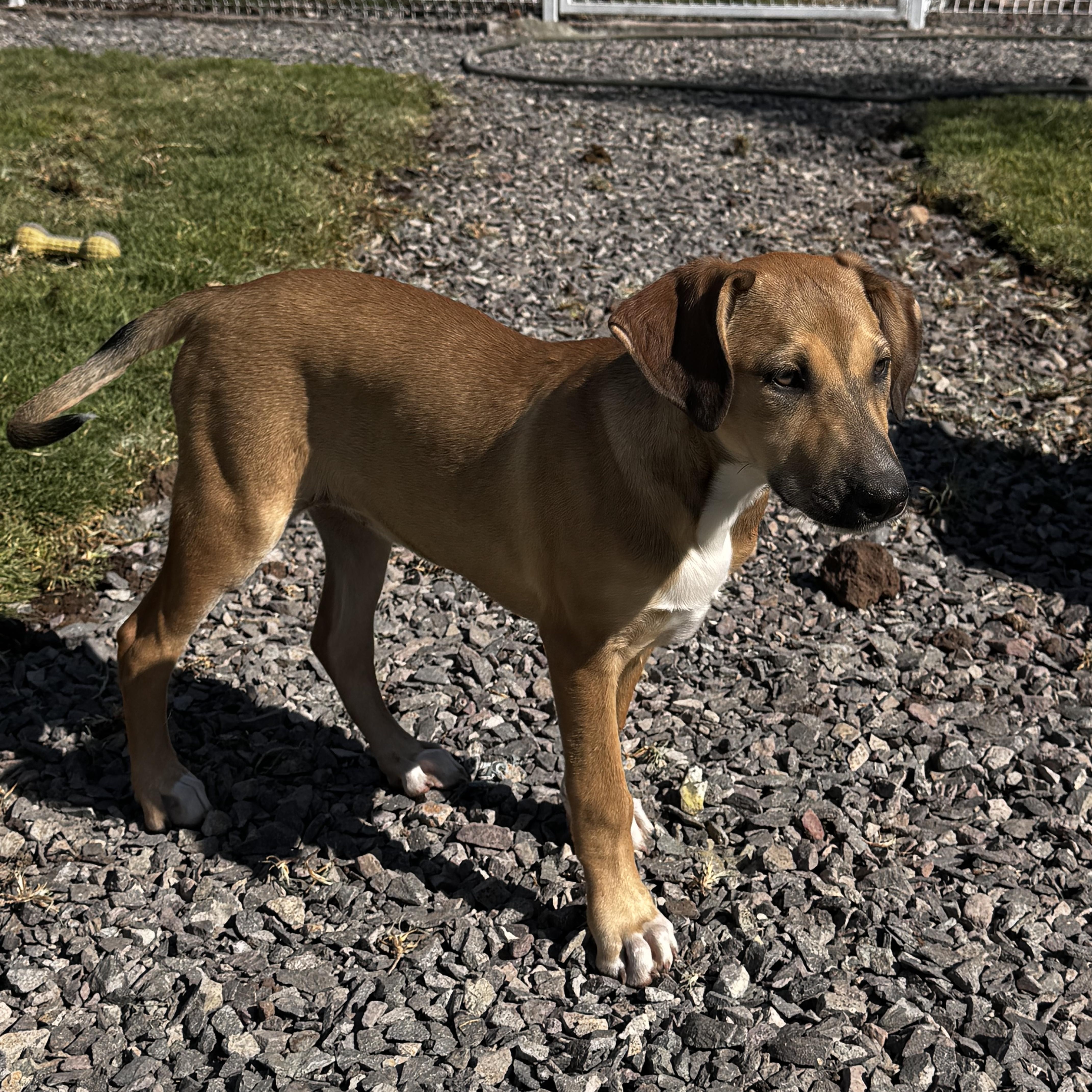 Georgia, a ADOPTABLE mixed breed in Manvel, TX image 5/7