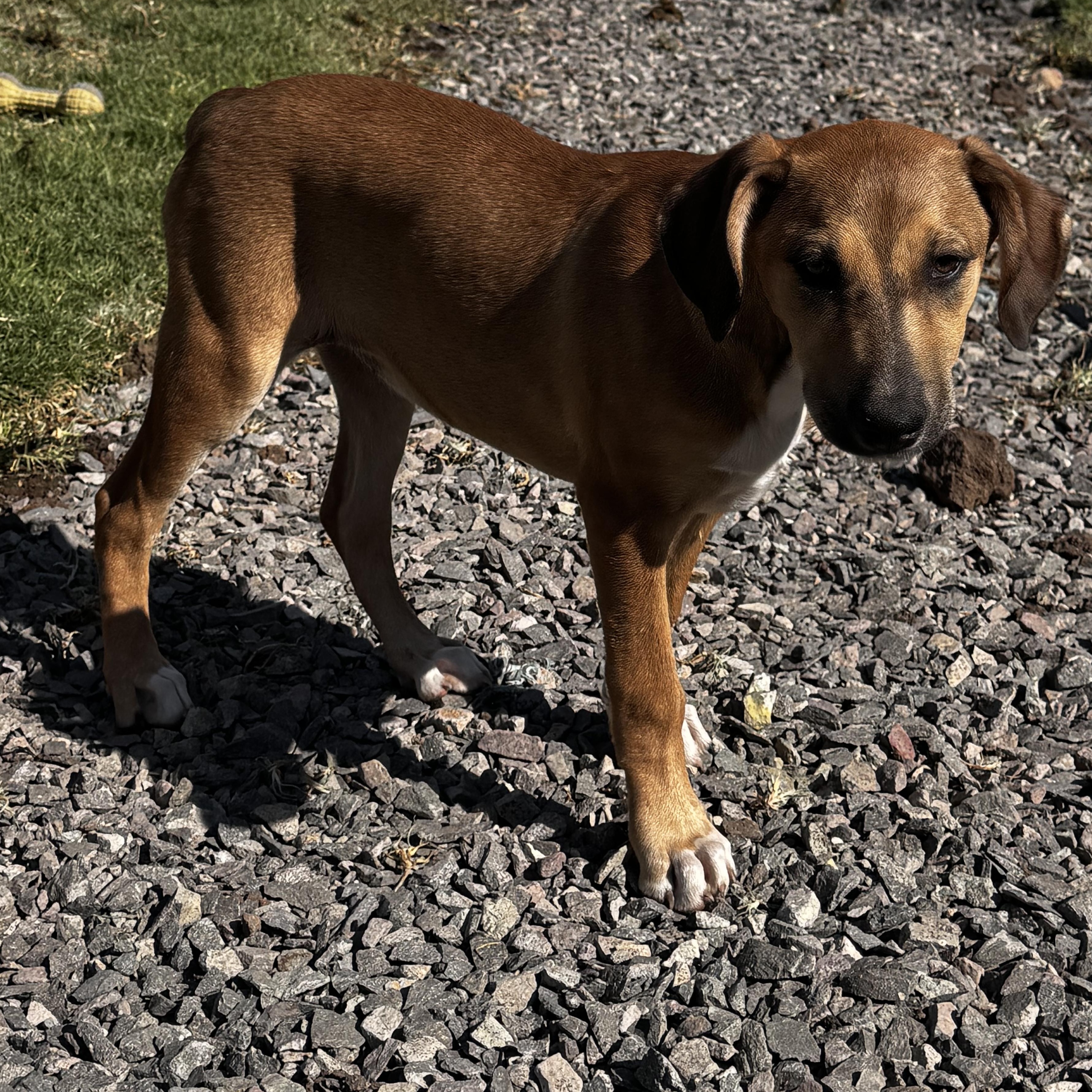 Georgia, a ADOPTABLE mixed breed in Manvel, TX image 6/7