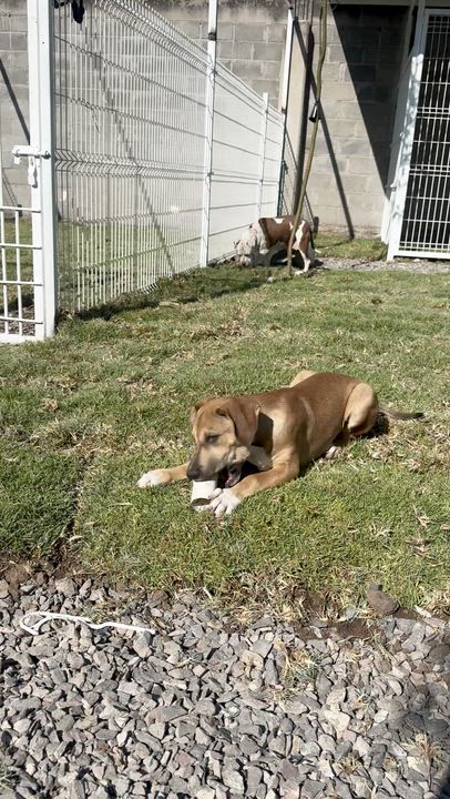 Enlarge Georgia, a ADOPTABLE mixed breed in Manvel, TX video 7/7