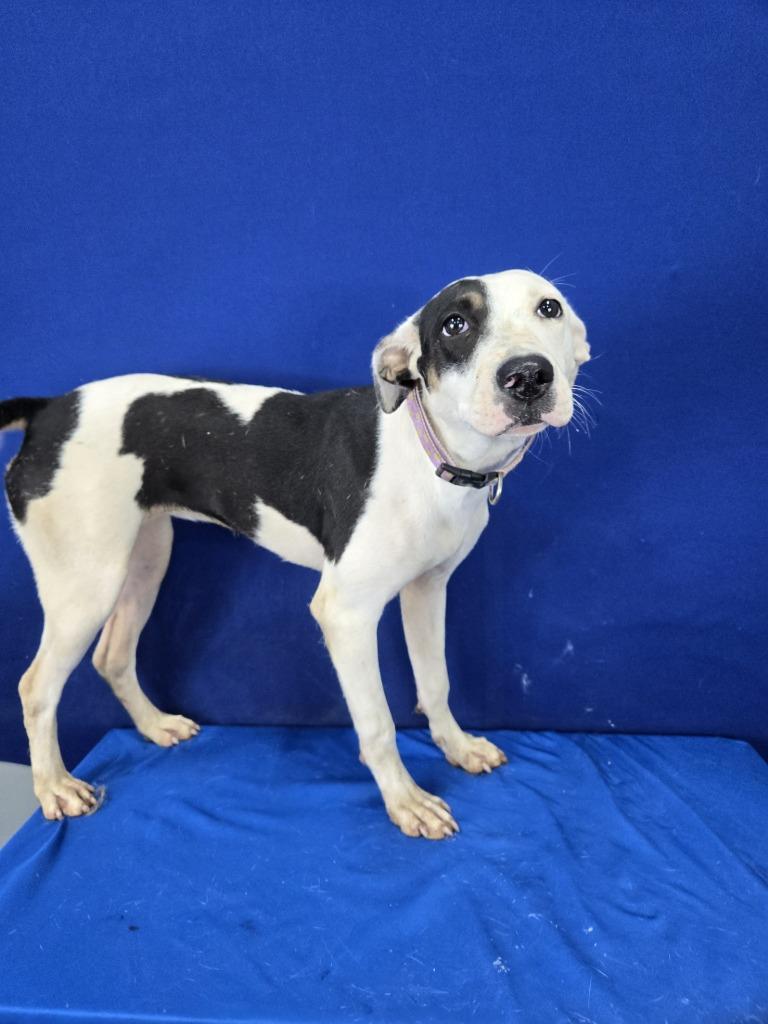 Enlarge Chef's Kiss, a Adoptable Mixed Breed in Ruston, LA image 1/1
