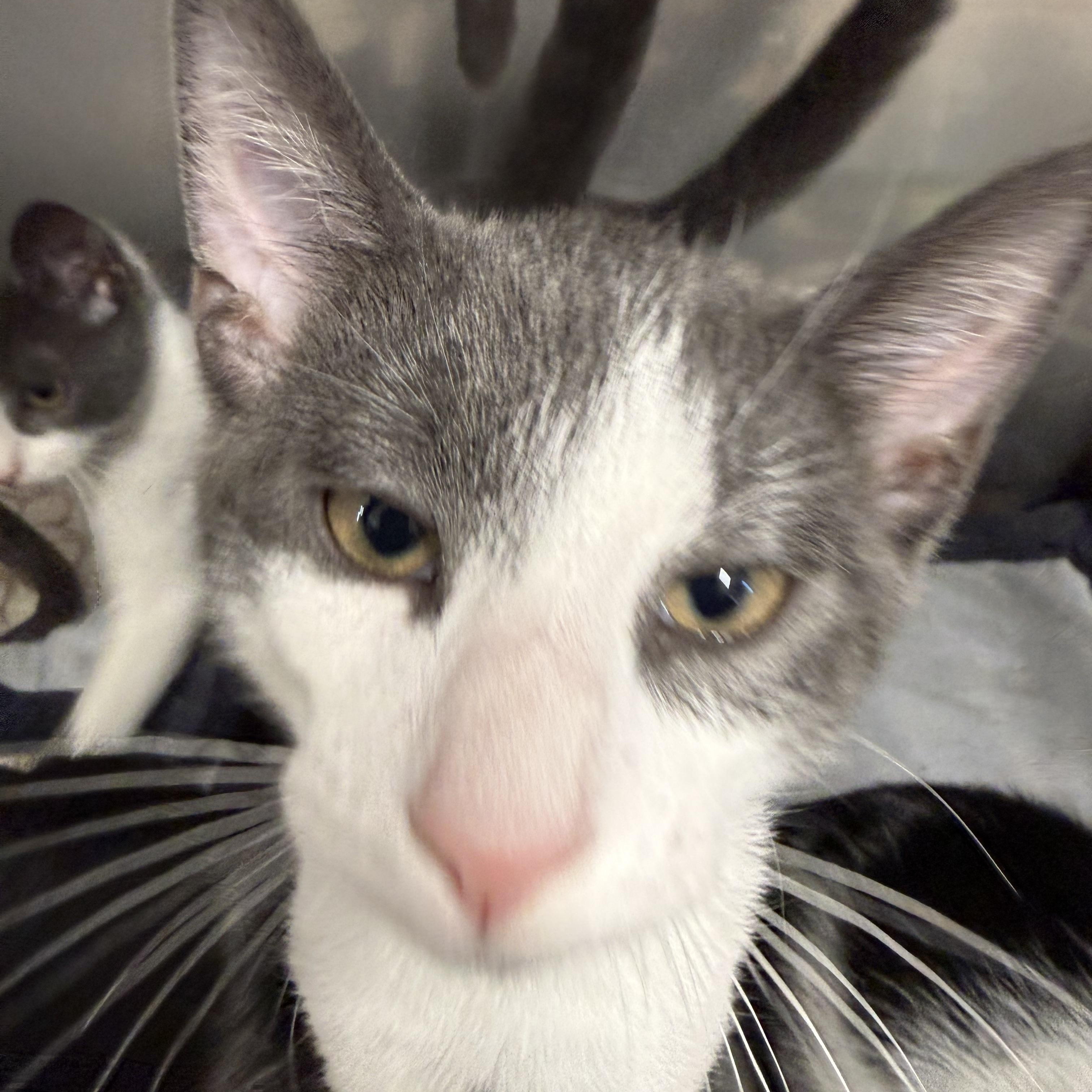 Chooch, a ADOPTABLE Domestic Short Hair in Exeter, RI image 6/6