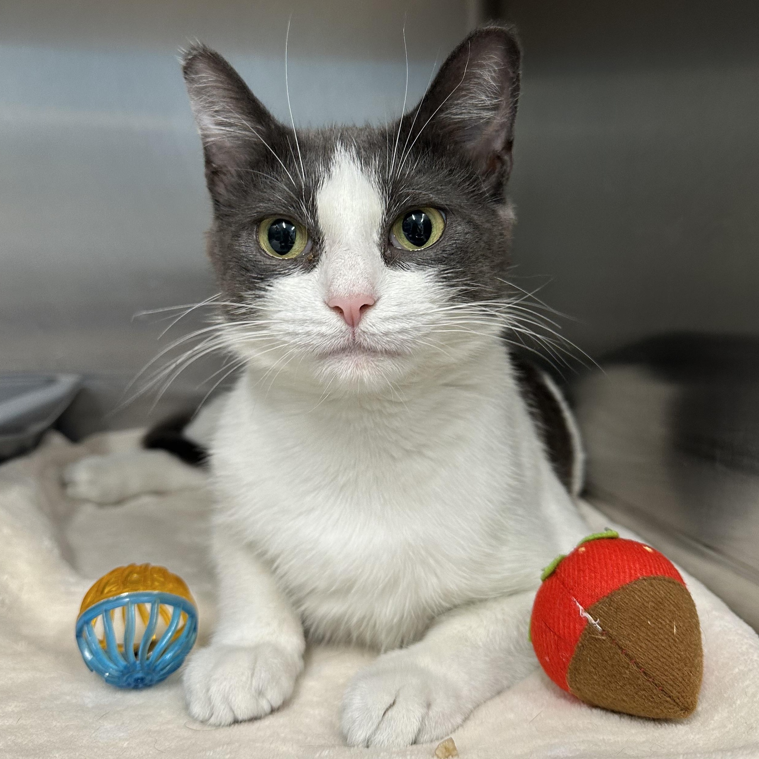 Chooch, a ADOPTABLE Domestic Short Hair in Exeter, RI image 2/6