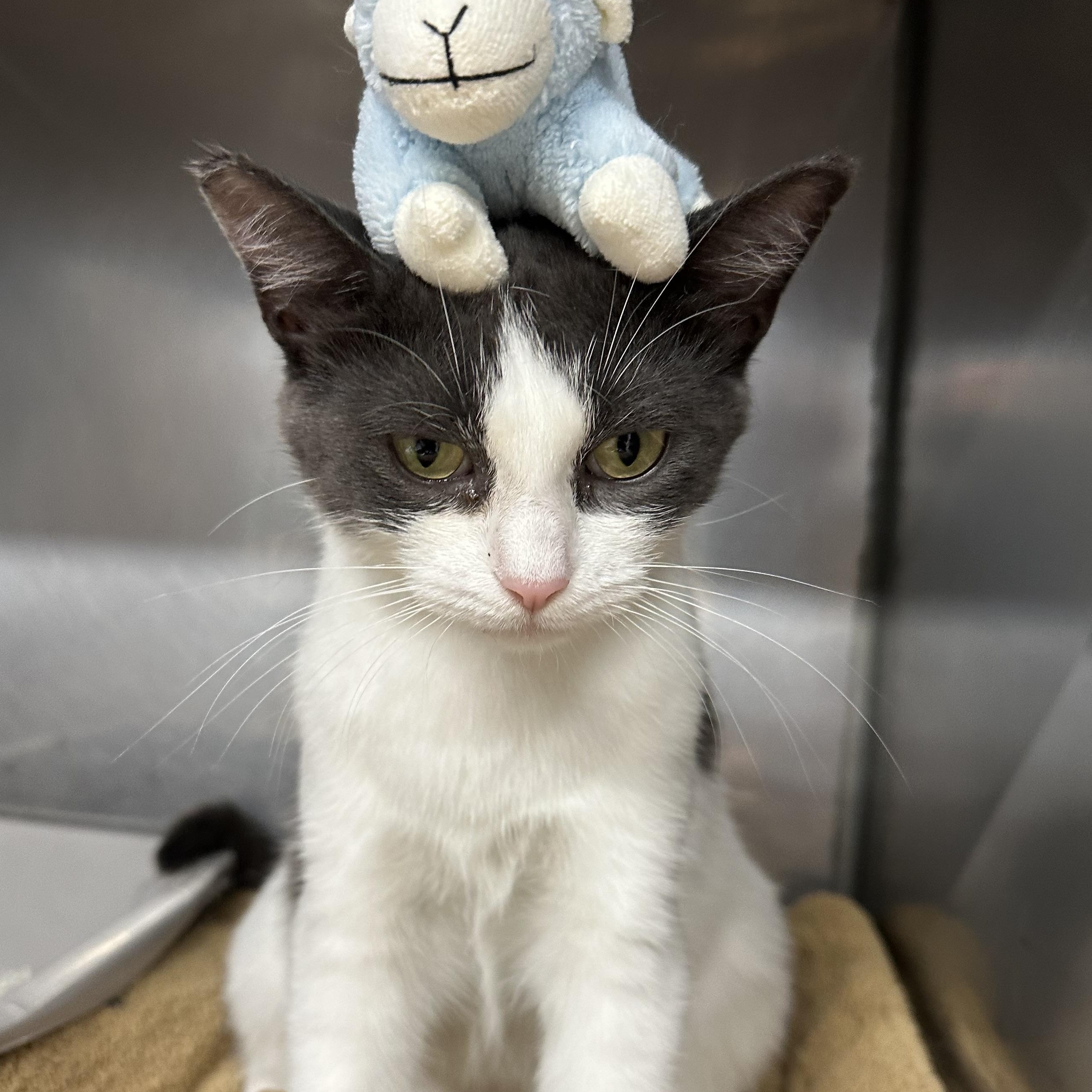 Chooch, a ADOPTABLE Domestic Short Hair in Exeter, RI image 4/6