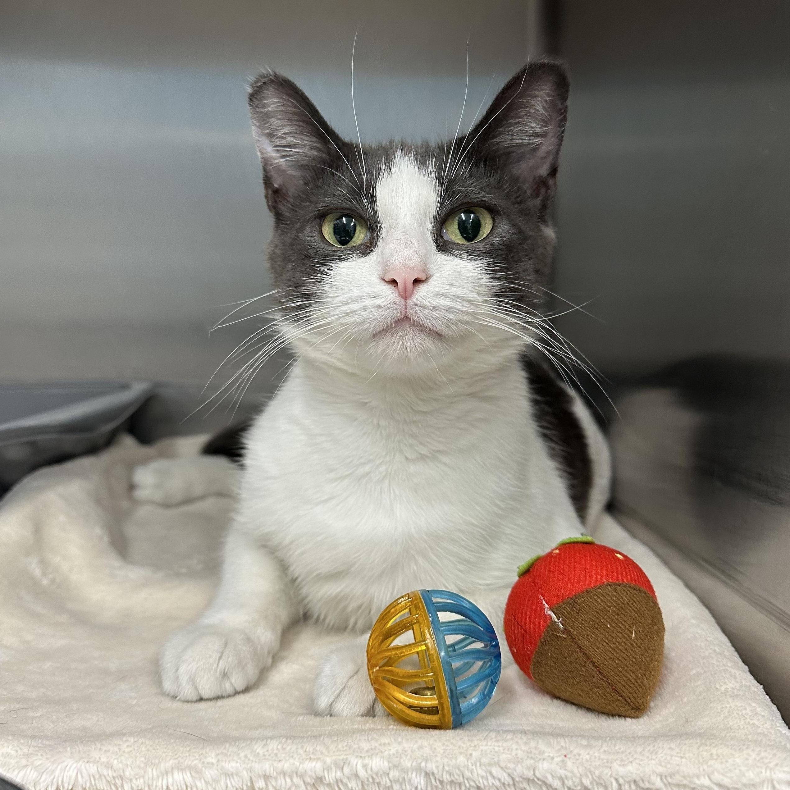 Chooch, a ADOPTABLE Domestic Short Hair in Exeter, RI image 3/6