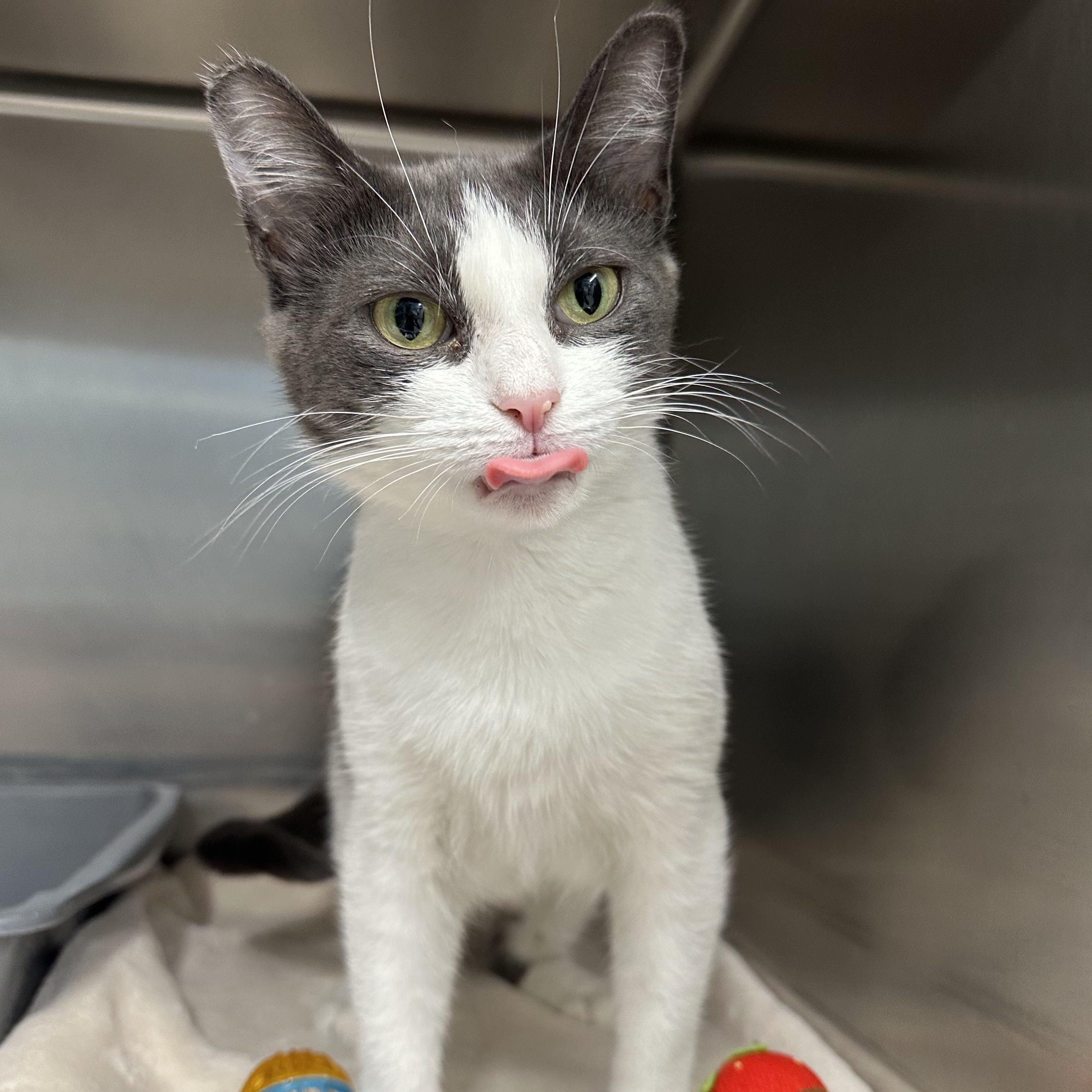 Chooch, a ADOPTABLE Domestic Short Hair in Exeter, RI image 5/6