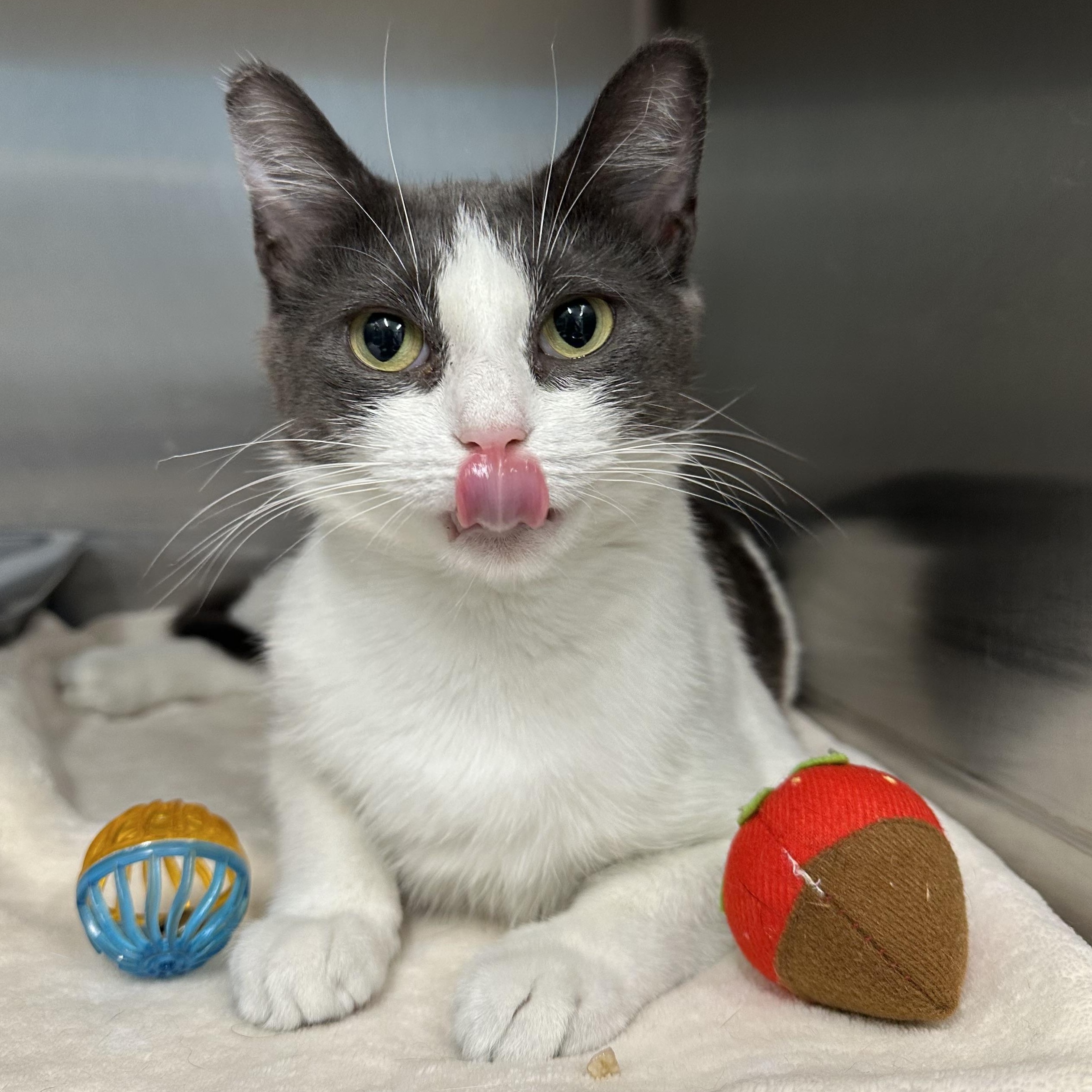 Chooch, ADOPTABLE, Young Female Domestic Short Hair.