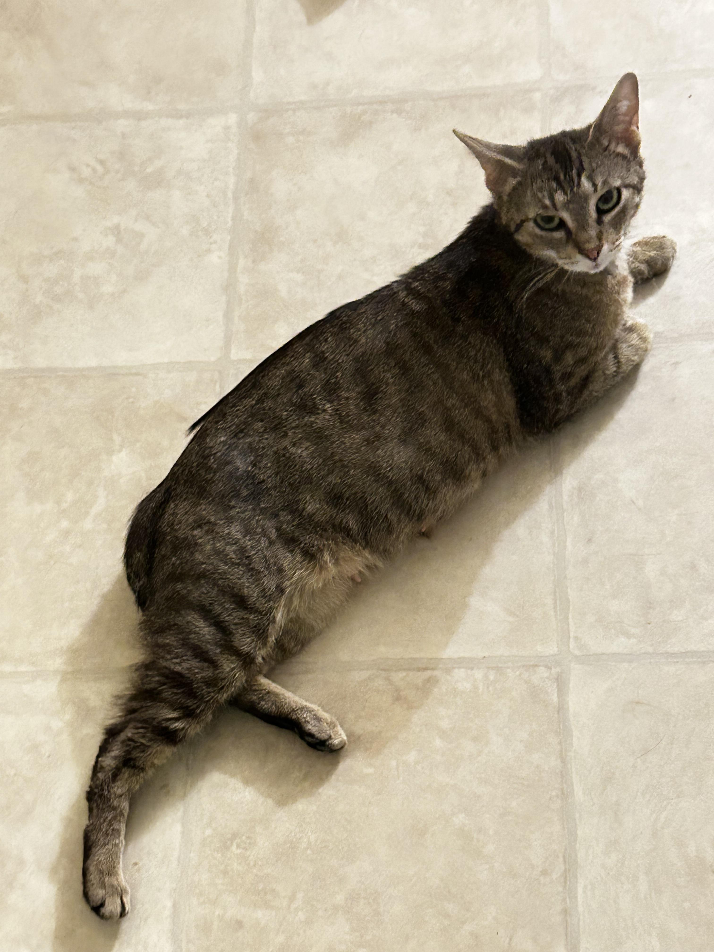 Hattie, a Adoptable Manx in Winston-Salem, NC image 2/5