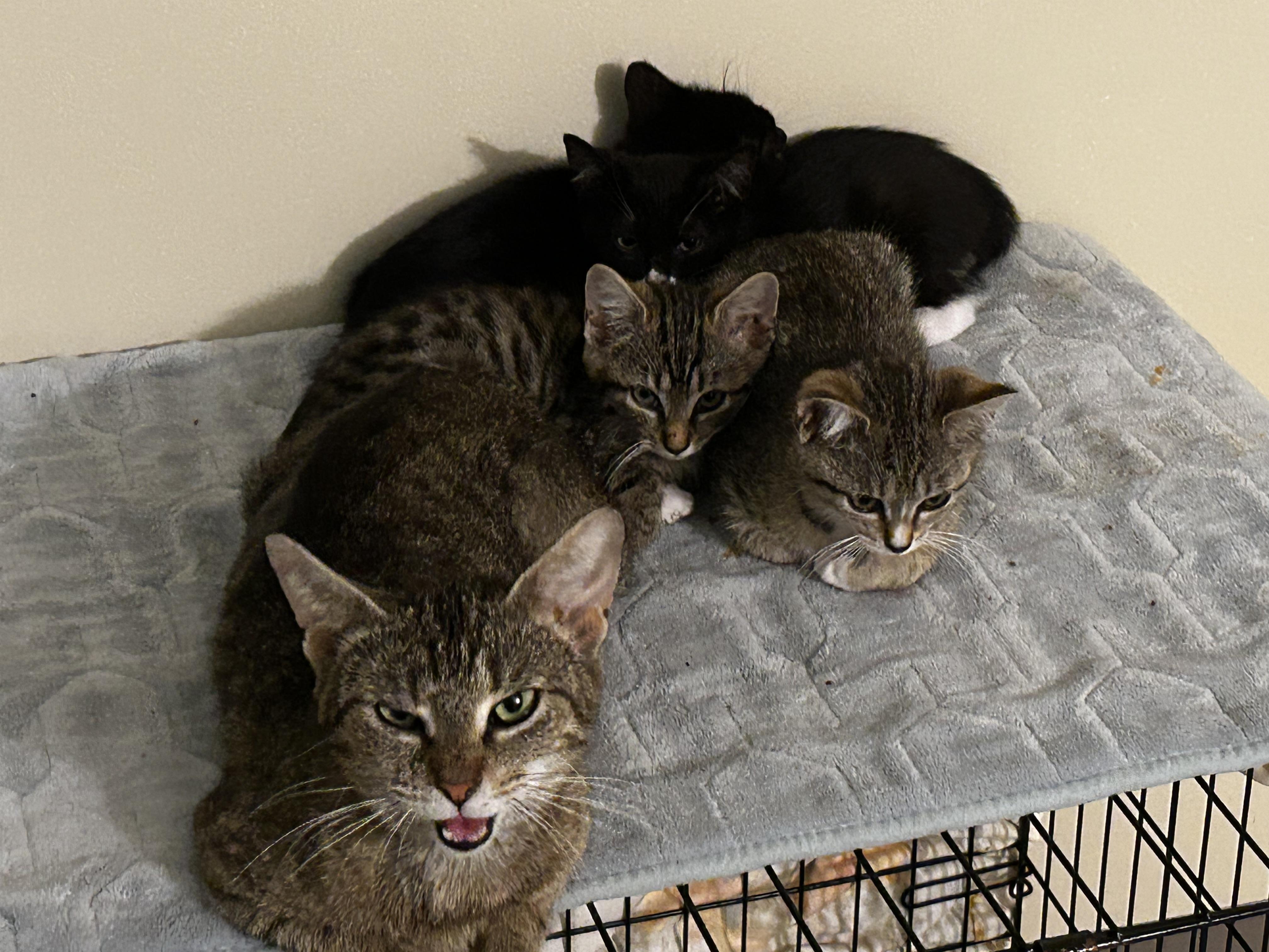 Hattie, a Adoptable Manx in Winston-Salem, NC image 4/5