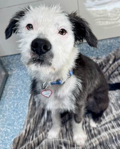 Domino, ADOPTABLE, Young Male Terrier & Pit Bull Terrier.