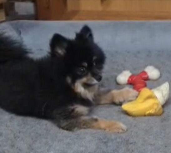 Swayze, a Adopted Pomeranian in Chester, NJ image 1/3