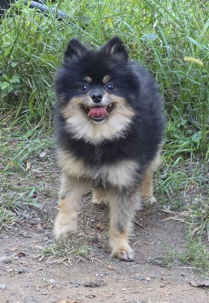 Swayze, a Adopted Pomeranian in Chester, NJ image 2/3